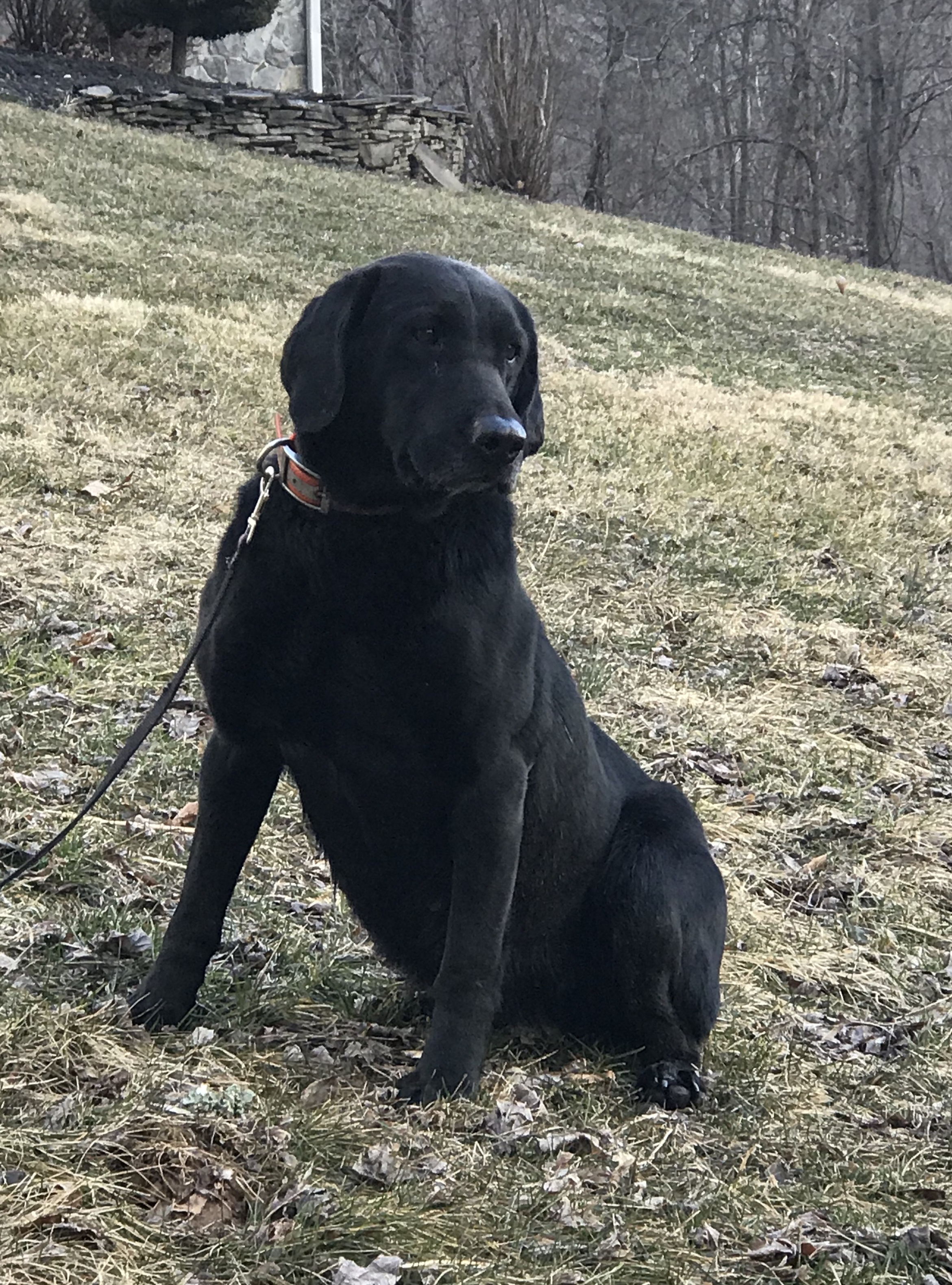 Lockhavens Honey Boo Boo | Black Labrador Retriver