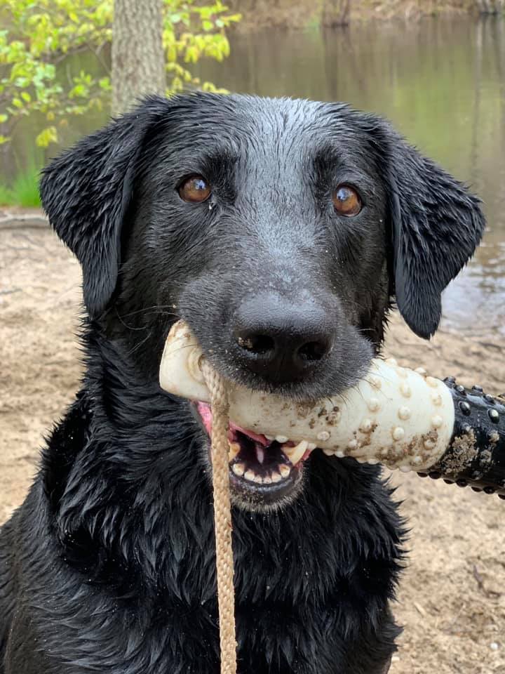 HRCH Rhumbline's Boxing The Compass BN RN CDX MH | Black Labrador Retriver