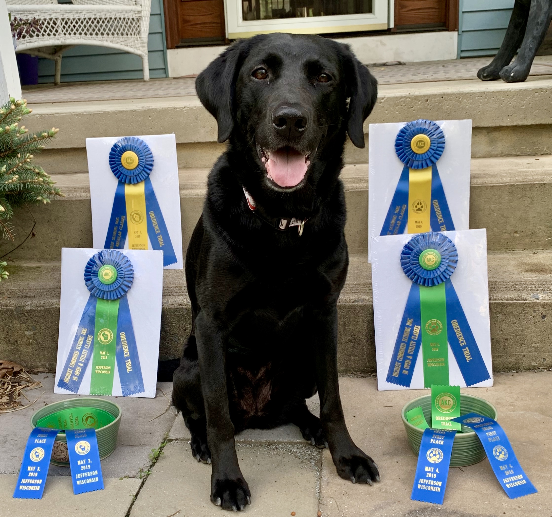 OTCH19 Rhumbline's Once In A Blue Moon UDX12 OGM BN GN VER RE JH ACT1 SWN SCA CGC TKI | Black Labrador Retriver