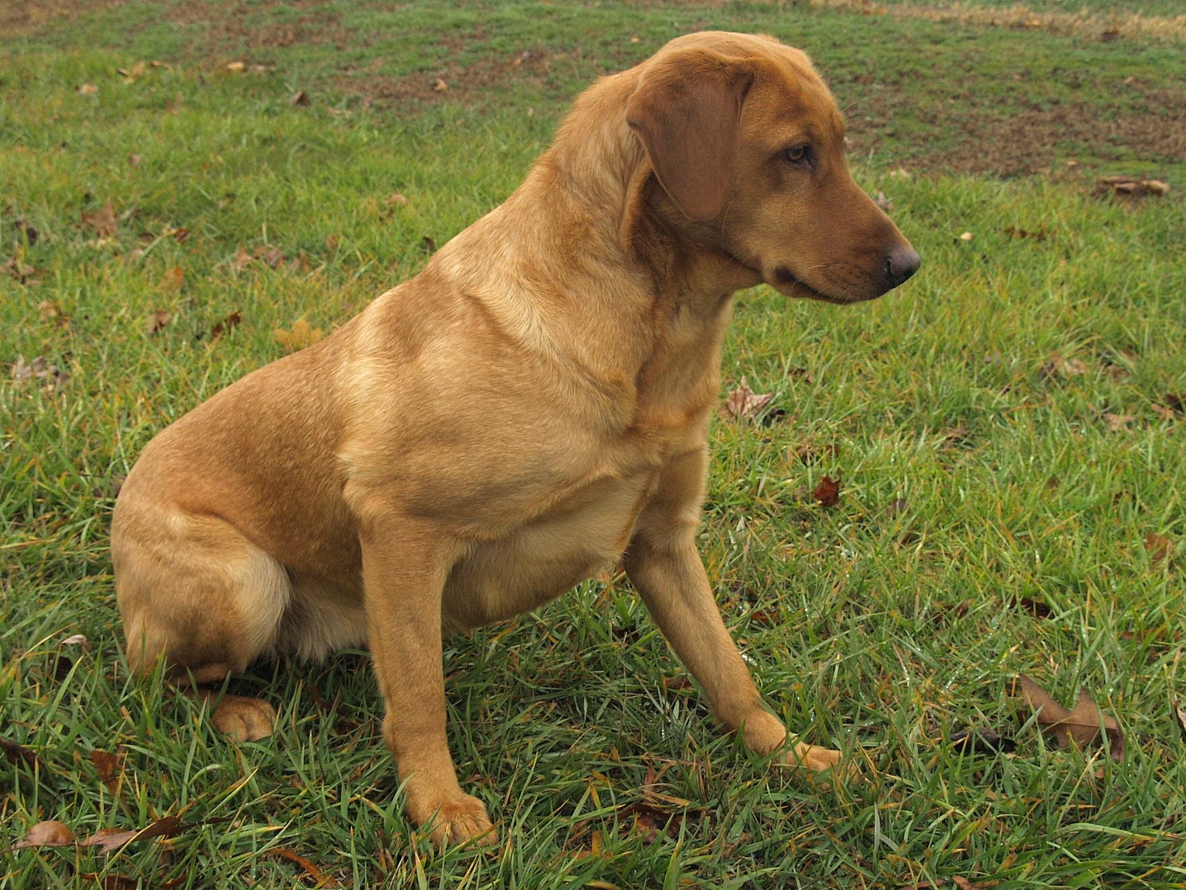 Back Creek's Storm A Brewin' | Yellow Labrador Retriver