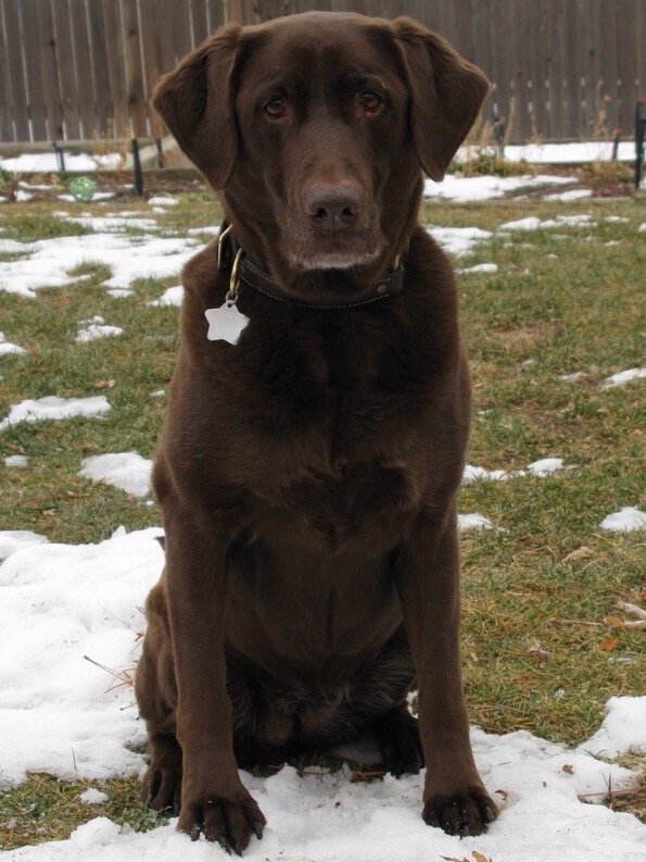 Shadow Mtn Hunter's Cup Of Mud | Chocolate Labrador Retriver