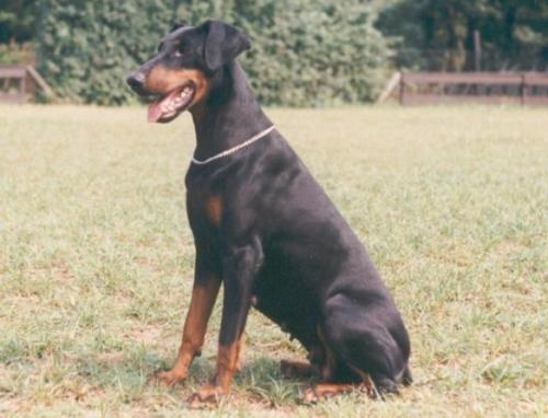 Siji v. Mahuba | Black Doberman Pinscher