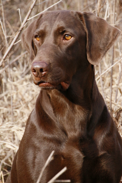 HR Ms Halee Hope JH | Chocolate Labrador Retriver