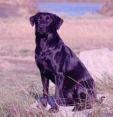 HRCH Wind Wagons M18 | Black Labrador Retriver