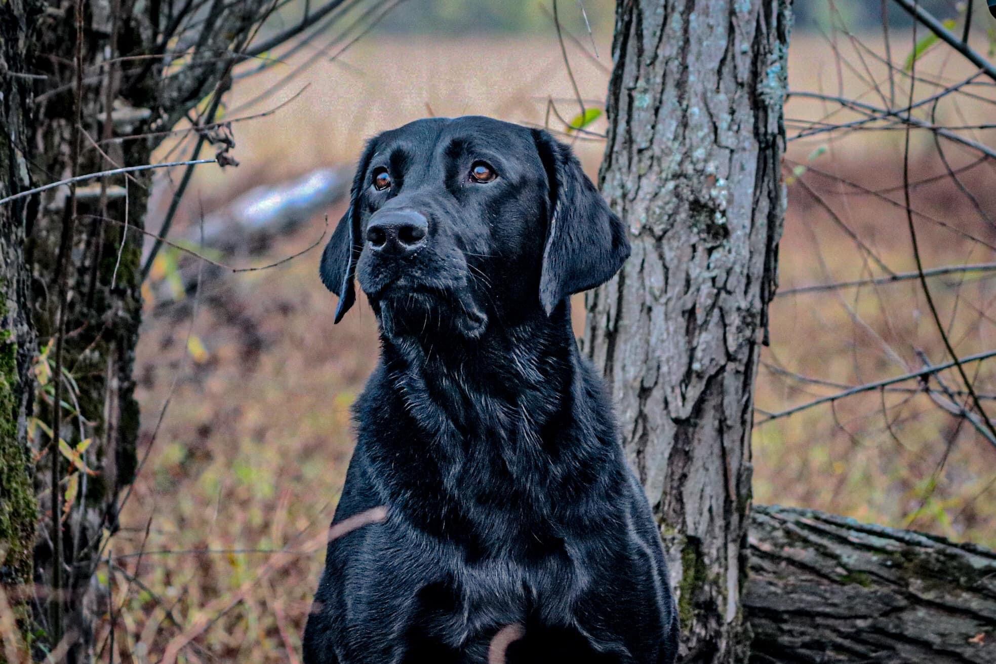 HRCH Idhp's Pull The Trigger | Black Labrador Retriver