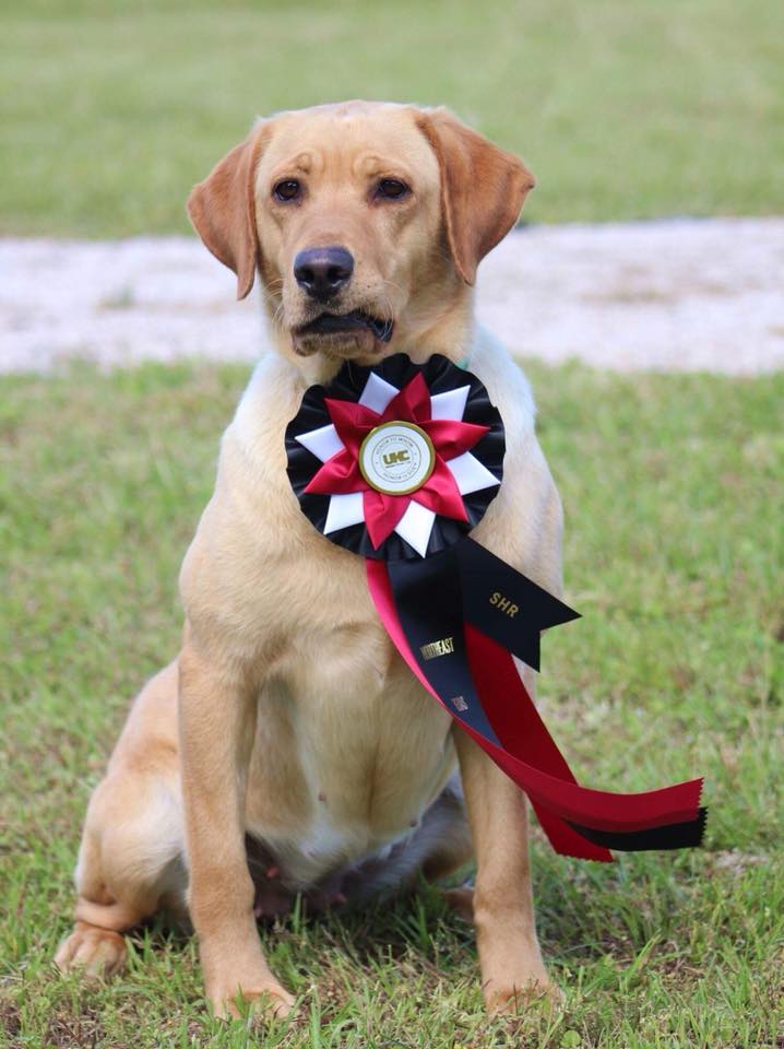 SHR Wright's By Golly Miss Molly DM | Yellow Labrador Retriver