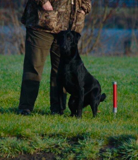 Buzz | UNKN Labrador Retriver