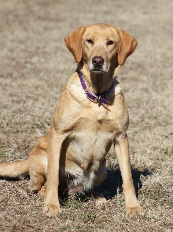 SHR Soksoda's Poncho Lil Maggie DS | Yellow Labrador Retriver