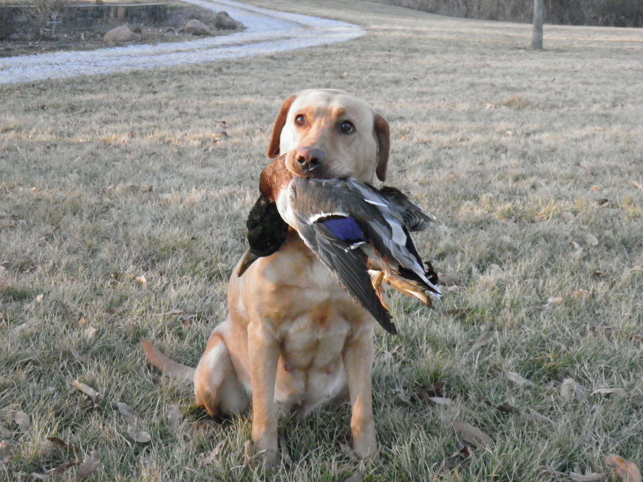 HRCH Lepaws Jill | Yellow Labrador Retriver