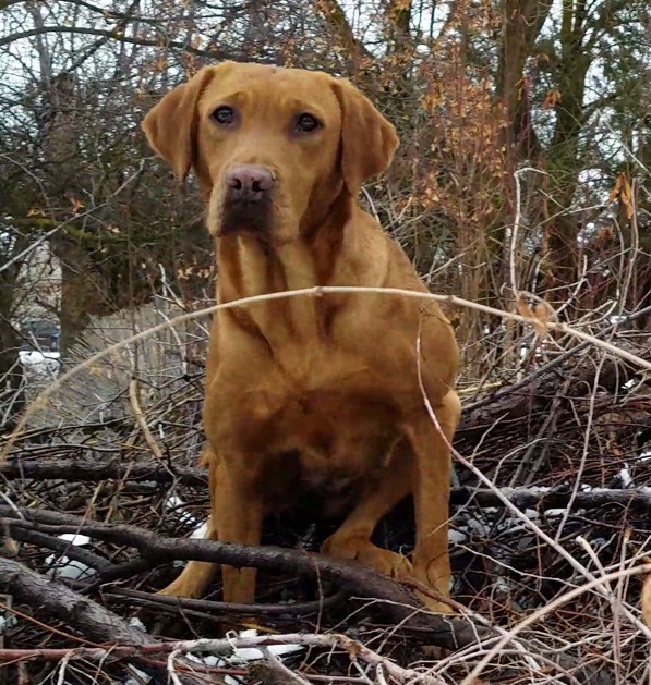 DUCKPUP'S PSR MO'E PEPPER | Yellow Labrador Retriver