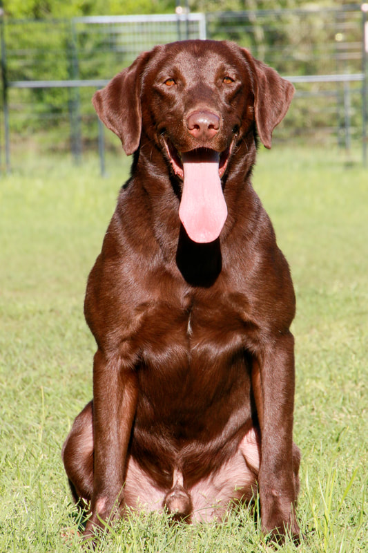 HRCH Lucas's Texas Trouble Makin Gus JH | Chocolate Labrador Retriver