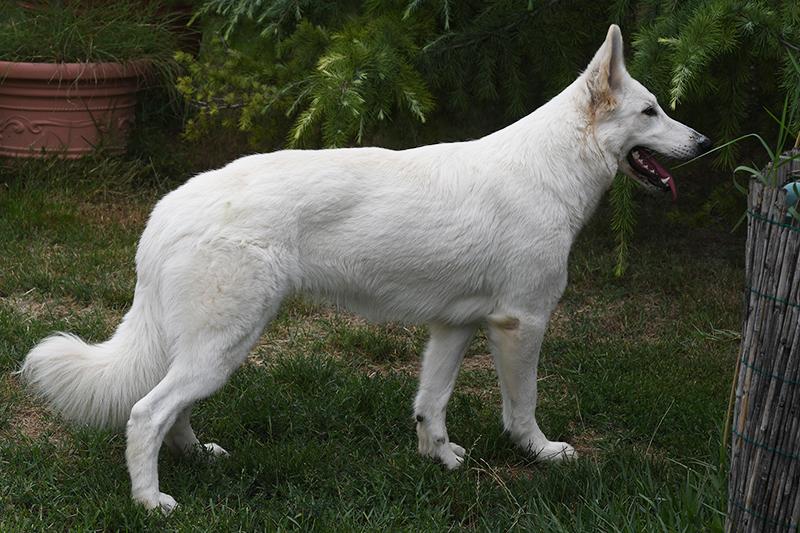 Lungoresina Khalo Frida | White Swiss Shepherd Dog 