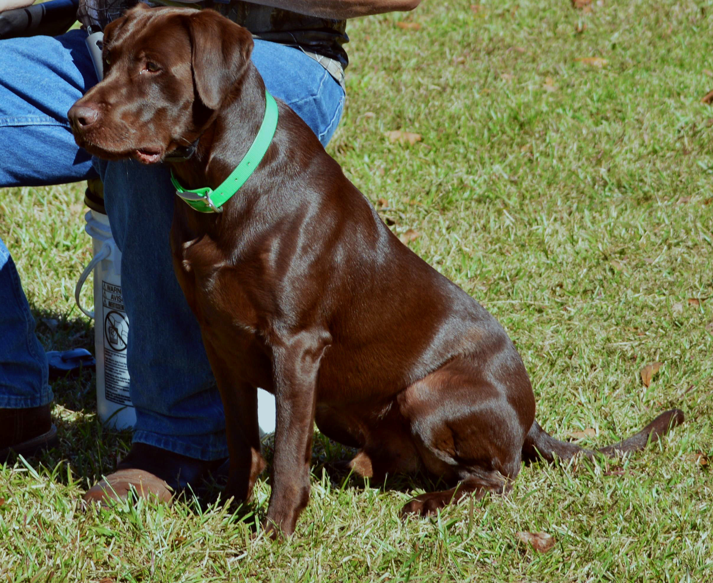 HRCH Roux's Carolina Moon Rising JH | Chocolate Labrador Retriver