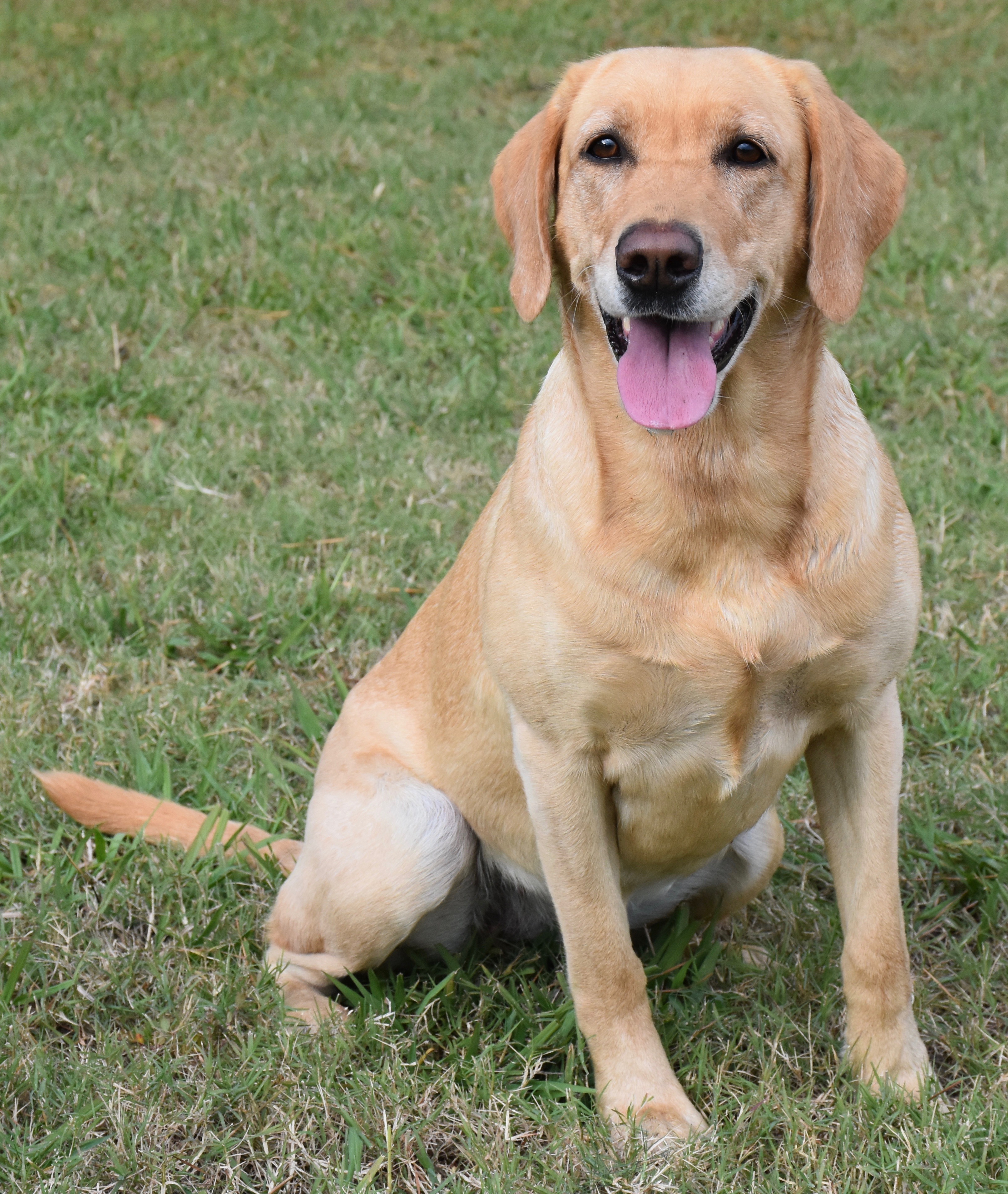 Morning Sun From Wheels To Guns  MH | Yellow Labrador Retriver