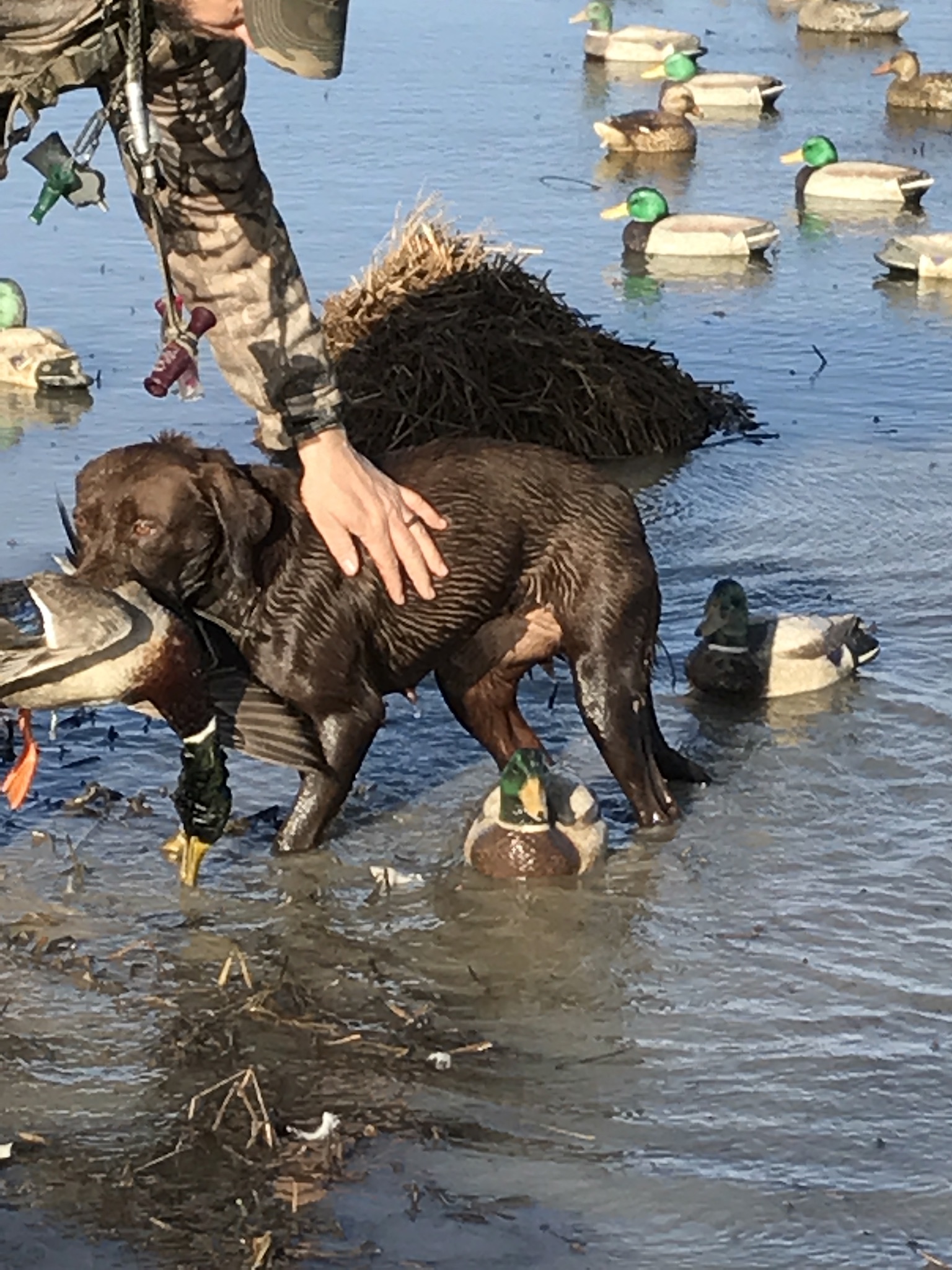 HR Farris' HCL Jill | Chocolate Labrador Retriver