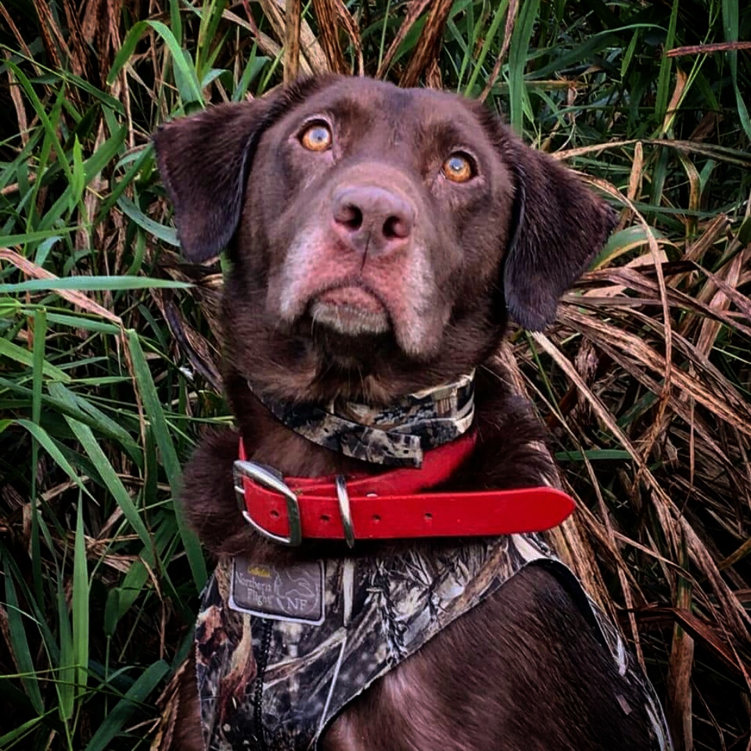 R Little Gump's Bayou Bad Mamma Jamma SH | Chocolate Labrador Retriver