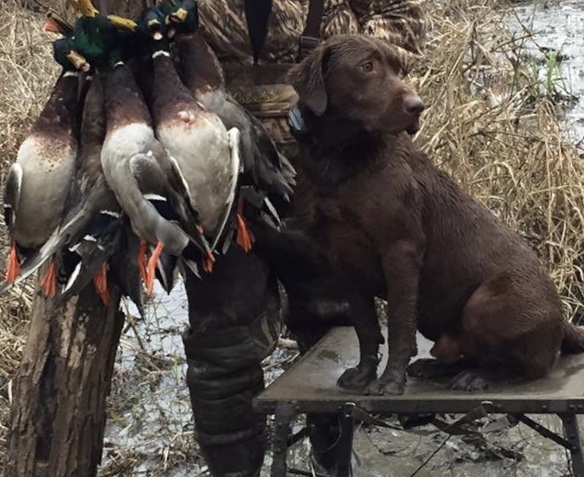 Glenhoma's Minister Of Defense QA2 | Chocolate Labrador Retriver