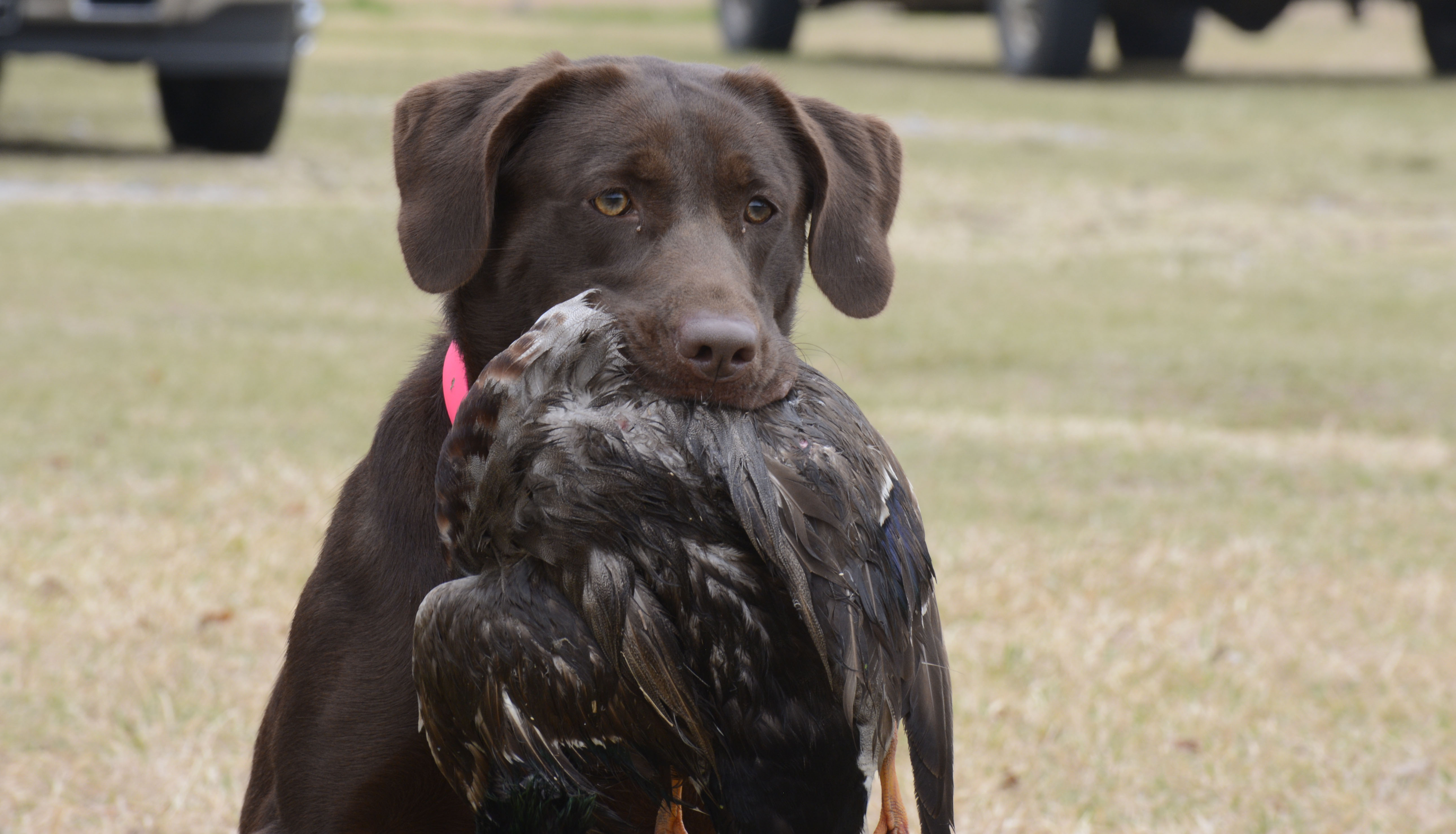 HRCH Big Mamou's Win For Me | Chocolate Labrador Retriver