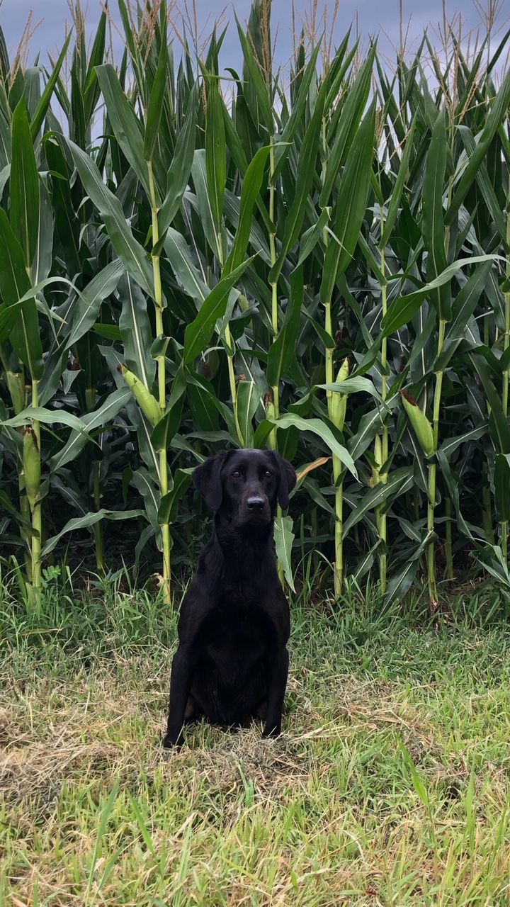 Darktimber Fen's Chloe | Black Labrador Retriver