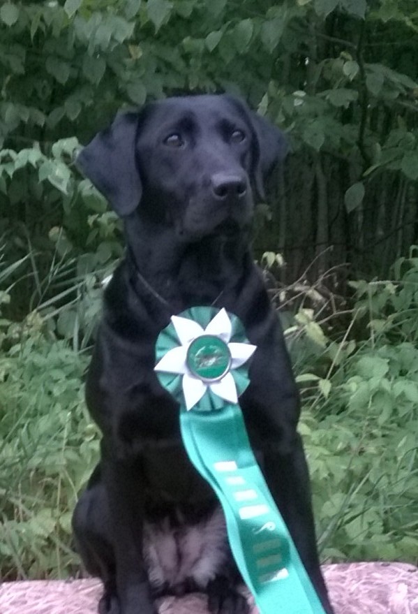 GMPR SHR Just A Splash SH | Black Labrador Retriver