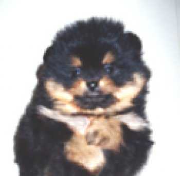 Bavanew's Blk N Tan Coco Chanel | German Spitz 