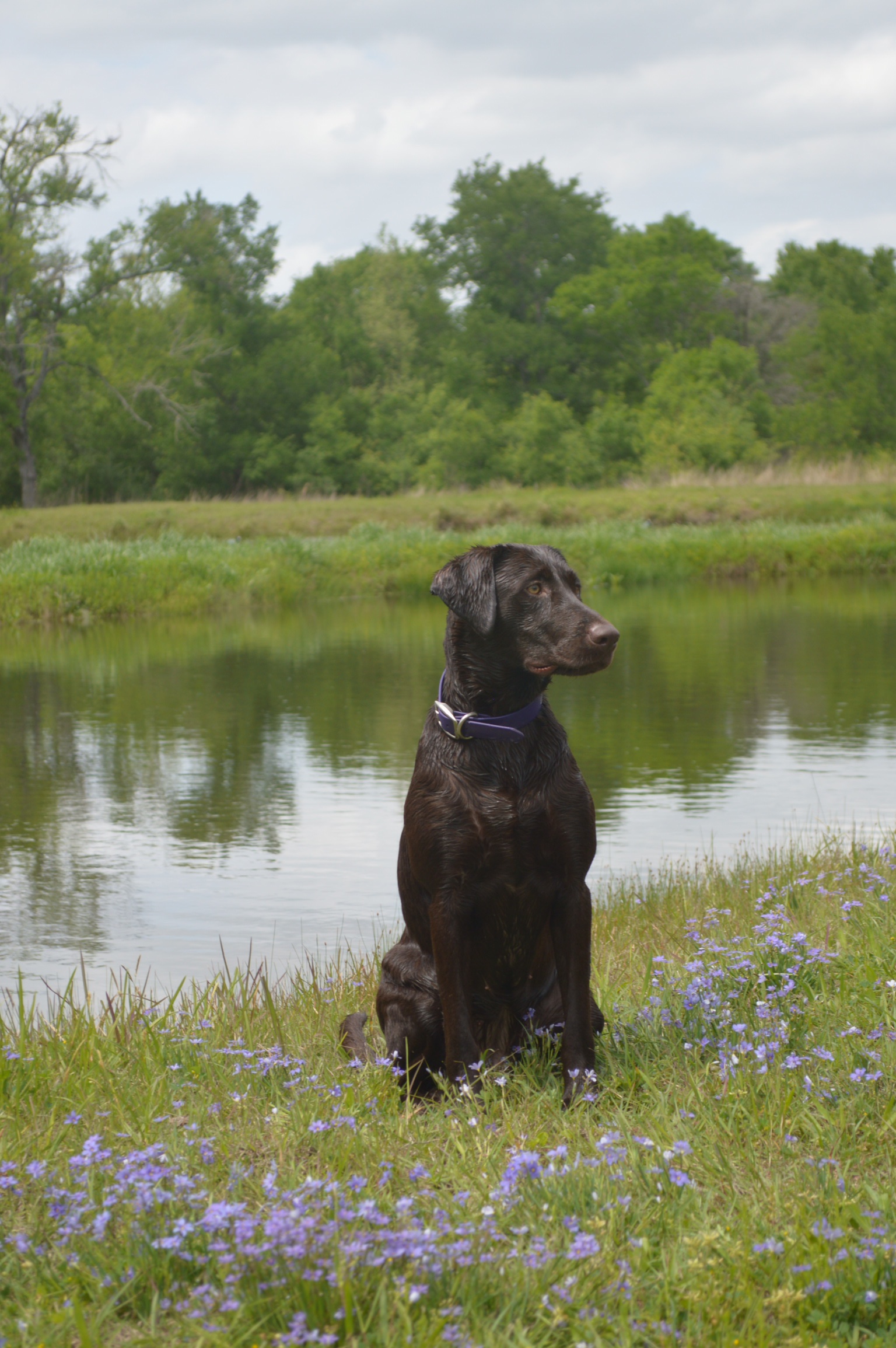 SHR Muddy Oak's Chantilly Lace | Chocolate Labrador Retriver