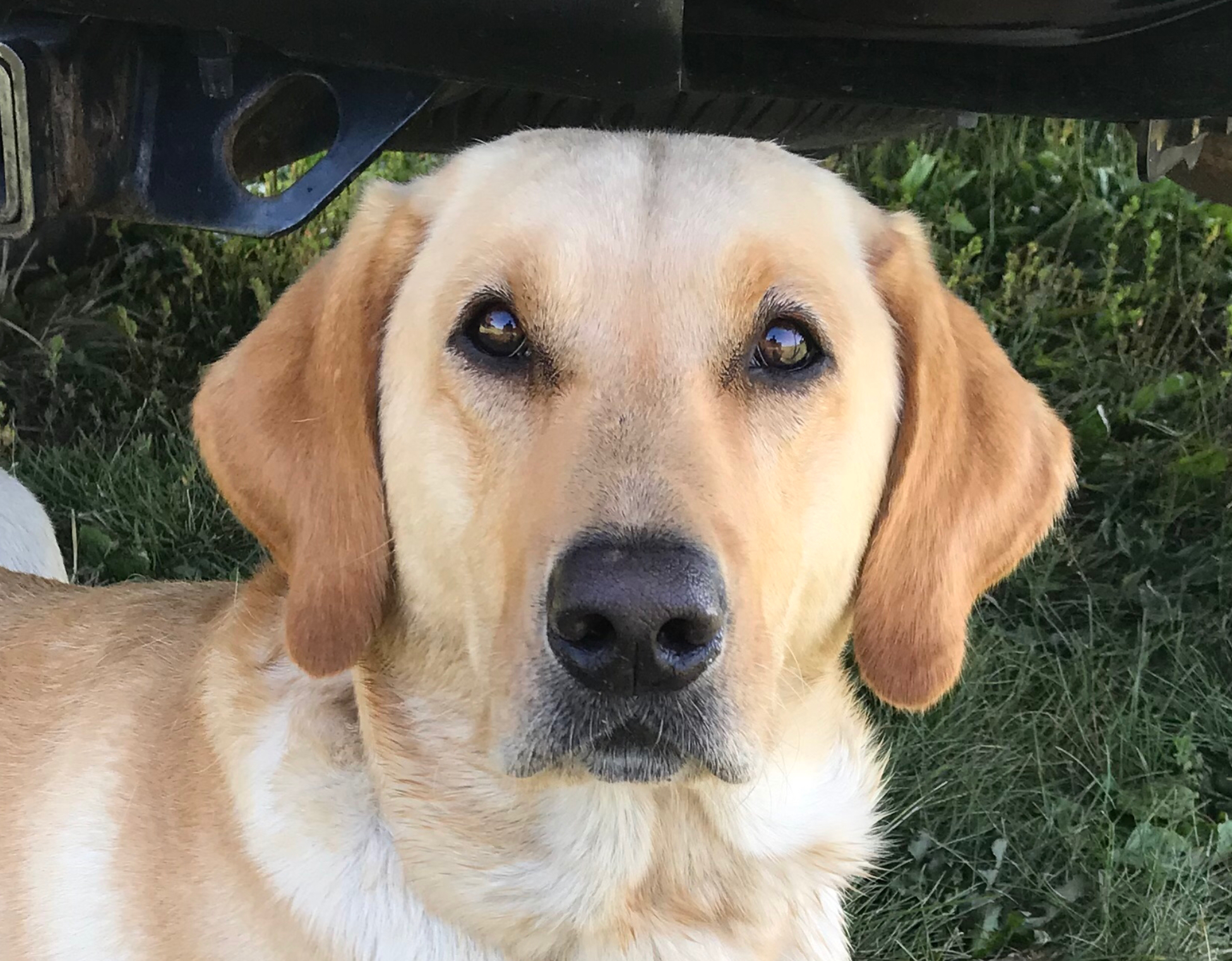 UH, HRCH Eye Of The Hurricane Flying Cooper MH | Yellow Labrador Retriver