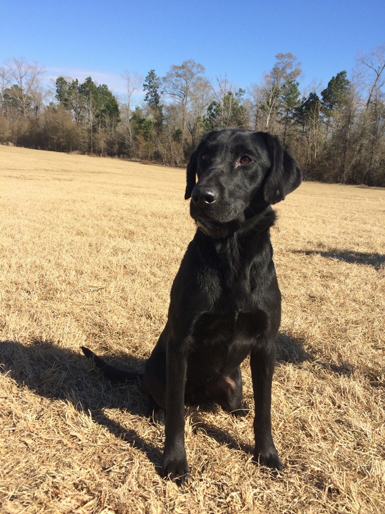 GRHRCH Kemp's Fowl Mouth Wild Card MH | Black Labrador Retriver