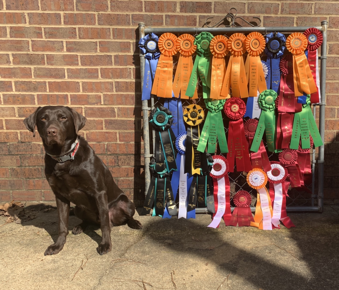 HRCH WSD JSH Hunt'n Moneymake'n Drake SH | Chocolate Labrador Retriver