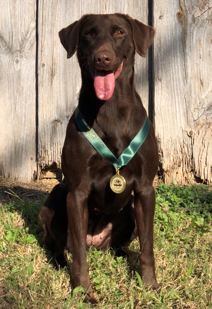 HR Allis In High Cotton | Chocolate Labrador Retriver