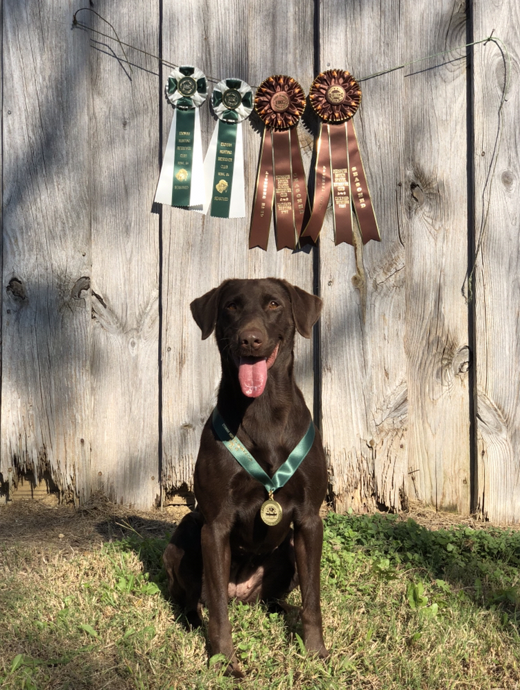 HR Allis In High Cotton | Chocolate Labrador Retriver