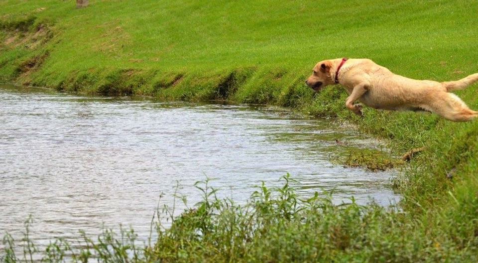 Princess Mossy Oak THDN CGC | Yellow Labrador Retriver