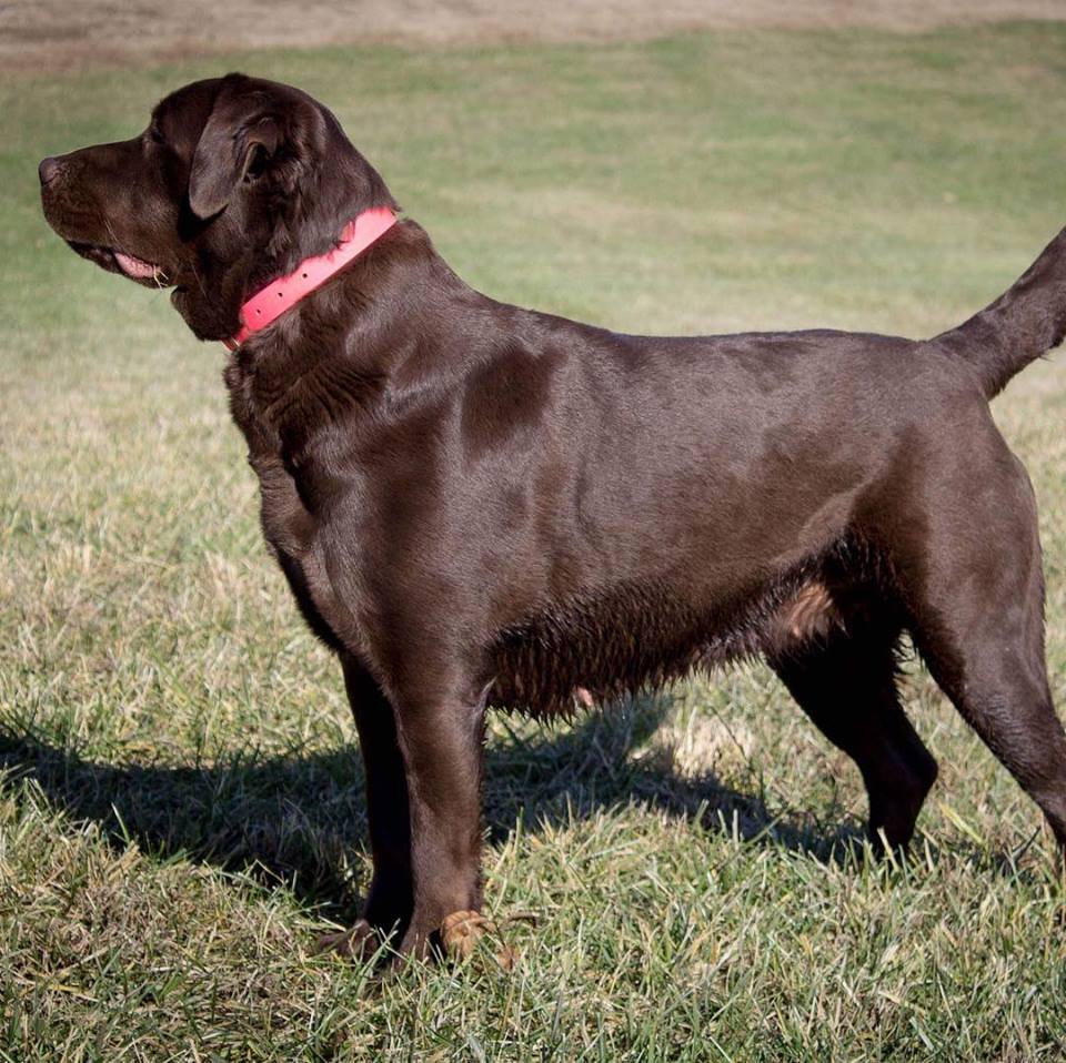 SHR Muddy Water Emma | Chocolate Labrador Retriver