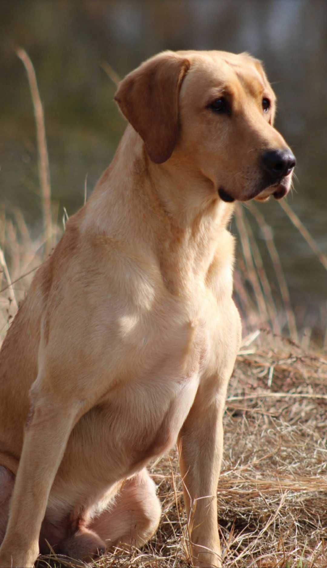 HRCH Southern Breeze Hammerin' Hawk | Yellow Labrador Retriver