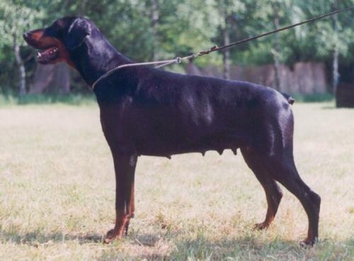 Tinkerbell v. Mahuba | Black Doberman Pinscher