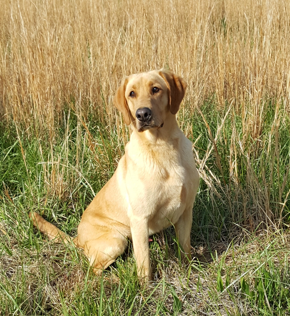 HRCH Southern Breeze Hammerin' Hawk | Yellow Labrador Retriver