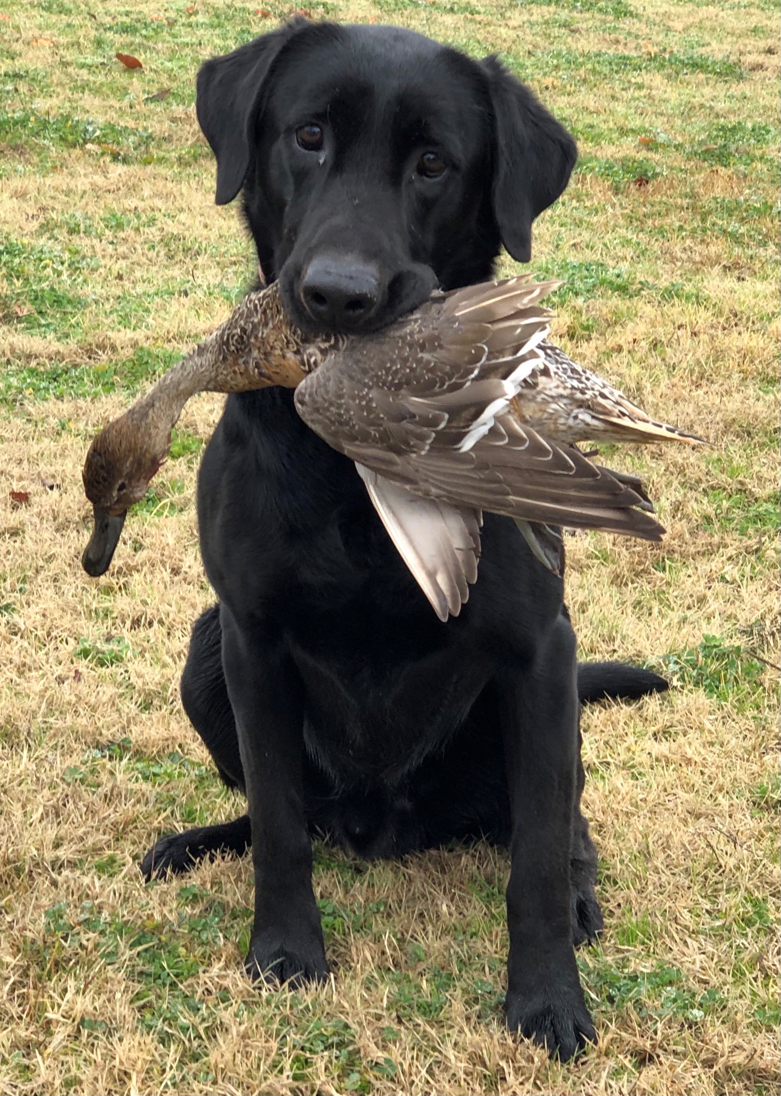 Wedgwood's Man In Black | Black Labrador Retriver