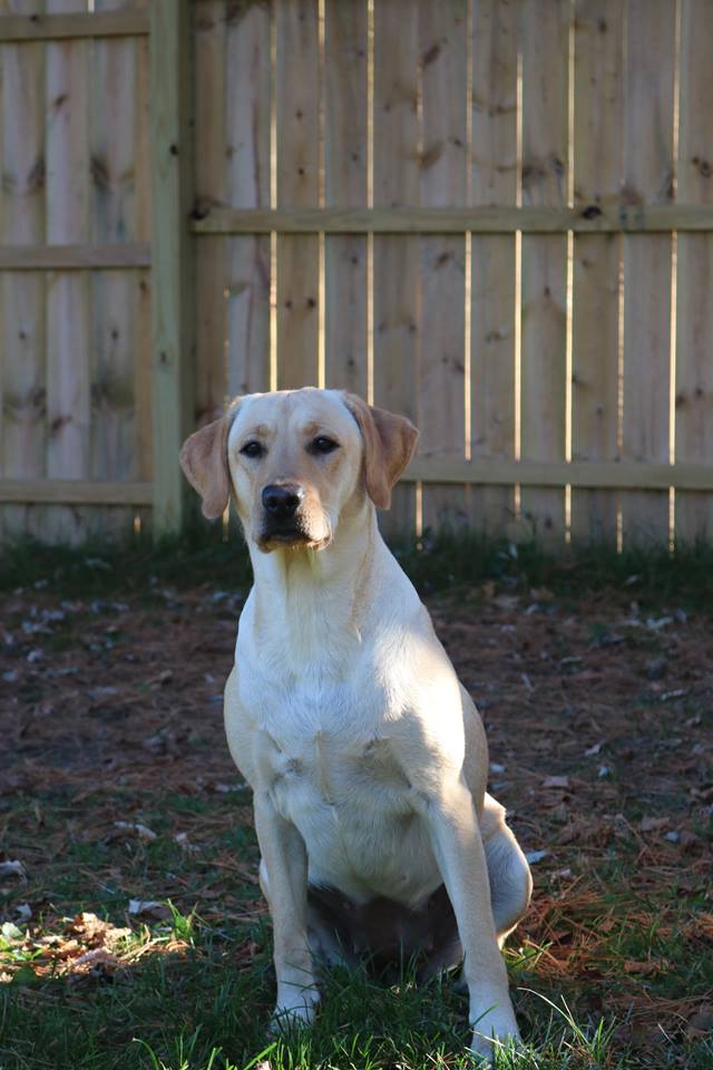 SHR Charpentier's Honey I'm Home | Yellow Labrador Retriver