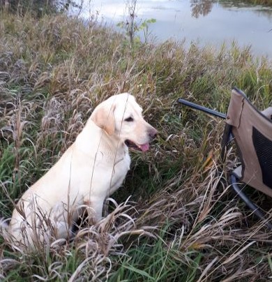 D'yer Glengarry Maker*** QFTR | Yellow Labrador Retriver