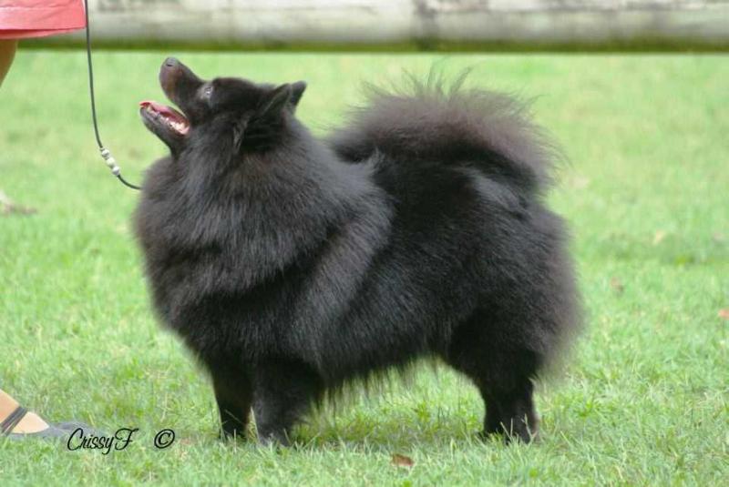 Mediaevalage Slim Shady | German Spitz 