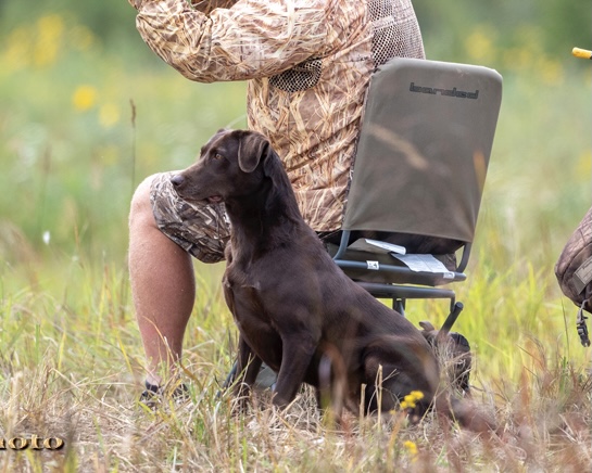 4xGRHRCH Hunter Edge's Top Choc Avery MH | Chocolate Labrador Retriver