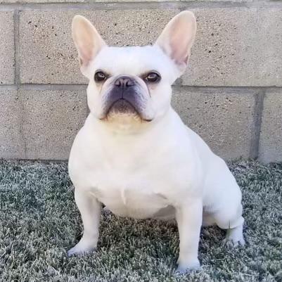 Bully Empire Luna | French Bulldog 