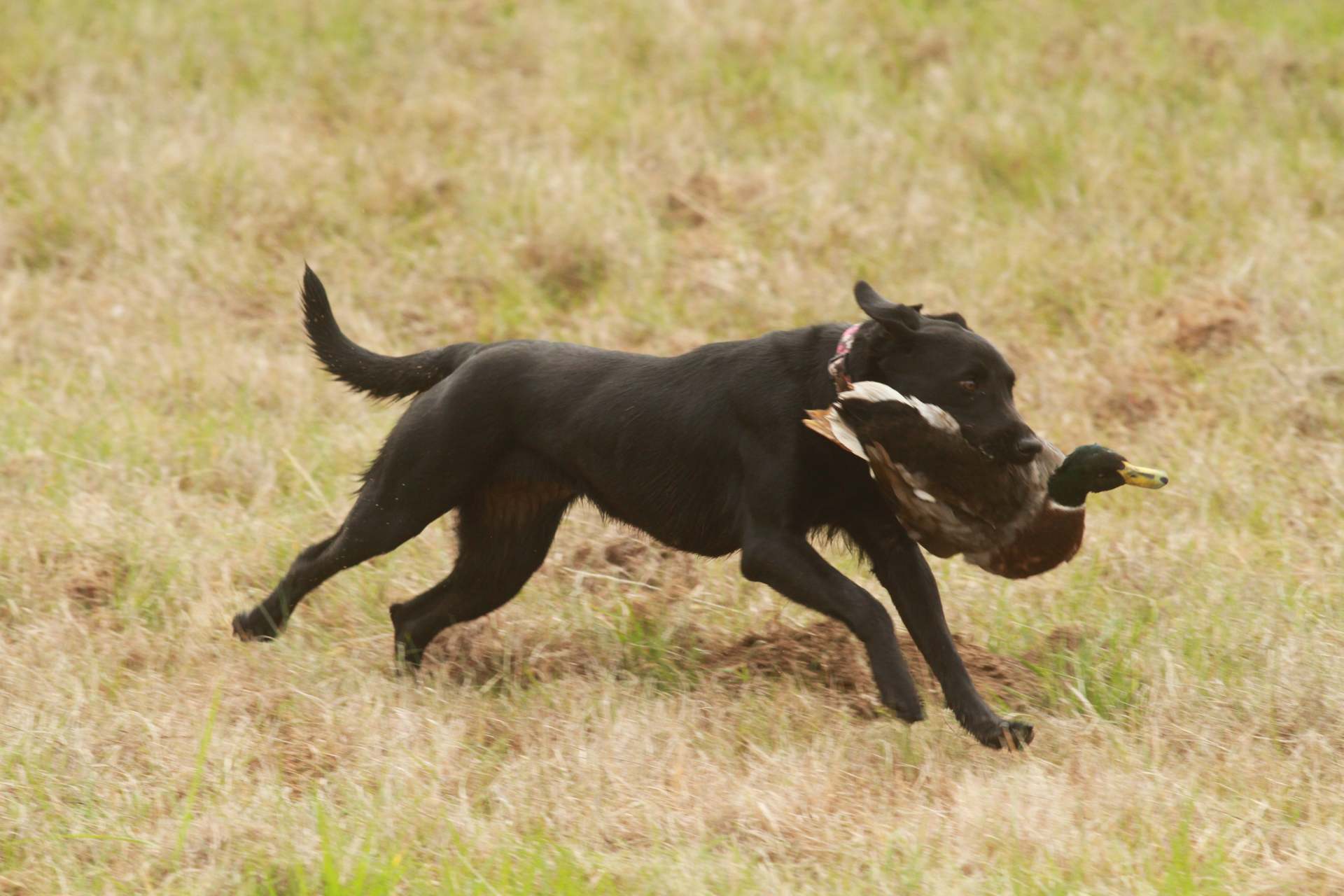 HRCH Hat Creek's Wild West Bess JH | Black Labrador Retriver