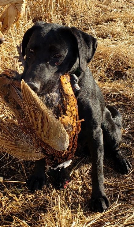 Hunt'emup's Shooting Too Many Roosters SH | Black Labrador Retriver