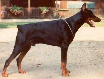 Dex v. Zeppelin | Black Doberman Pinscher