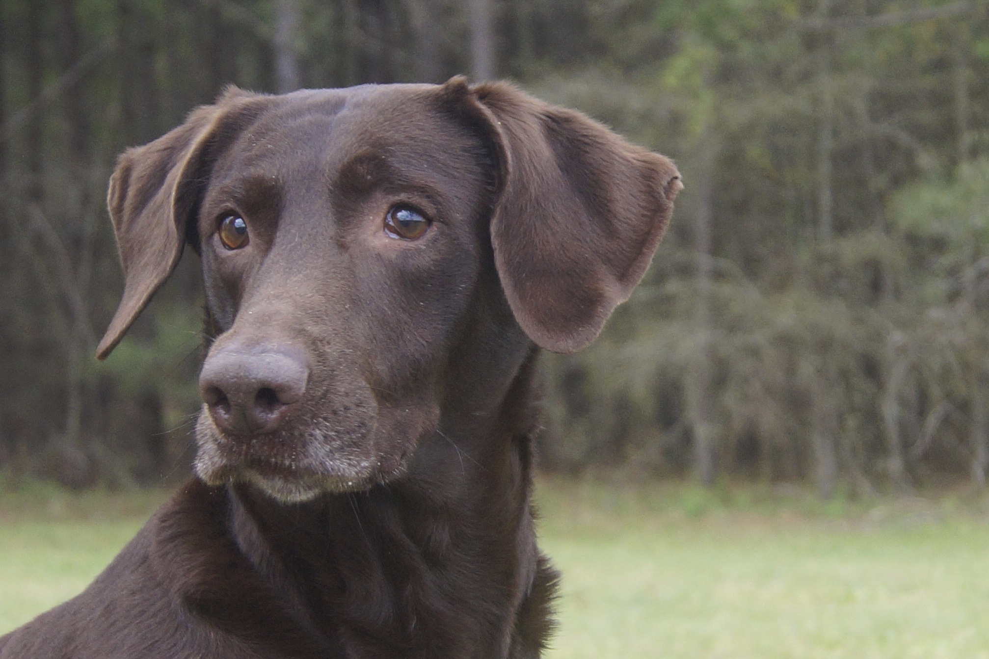 Castile Creeks Rouxs Little Bella | Chocolate Labrador Retriver