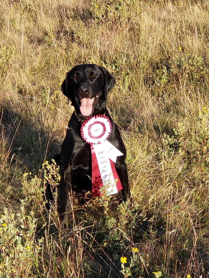 HRCH Hoppy IPA From A Red Solo Cup MH | Black Labrador Retriver