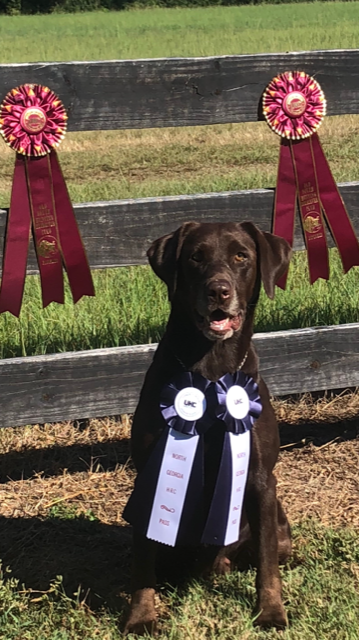 HRCH High Performance Pure Sound | Chocolate Labrador Retriver