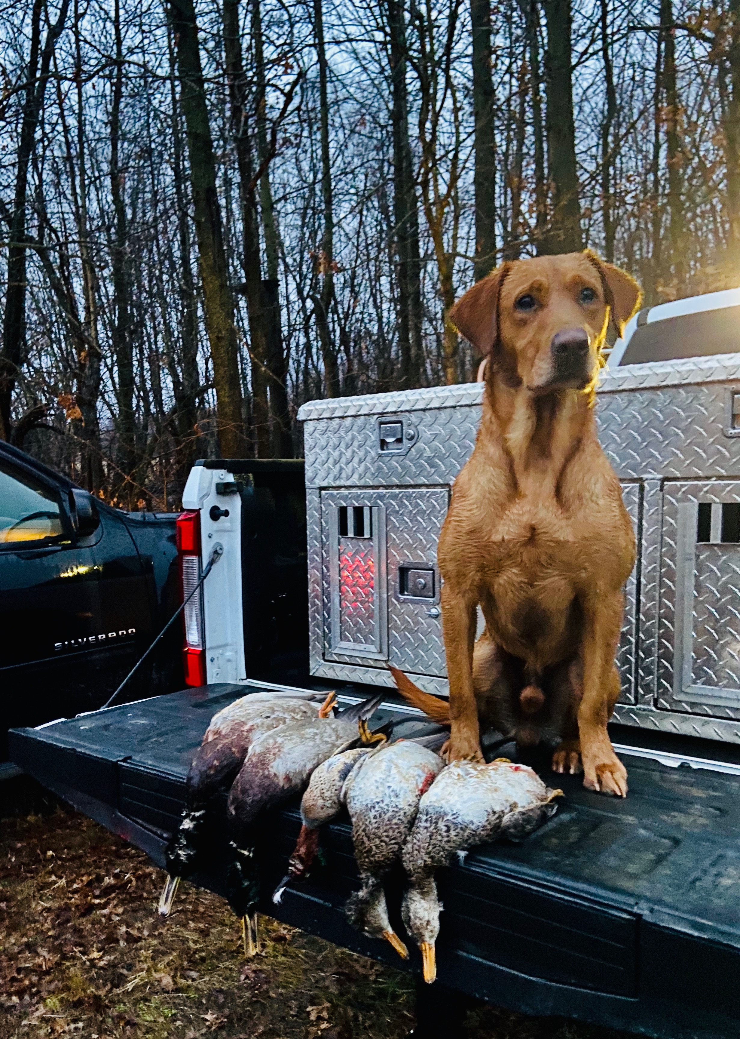 HRCH Rocky Miles In Kentucky MH | Yellow Labrador Retriver