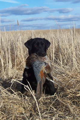 Brauns Bird Busta Gus | Black Labrador Retriver